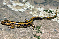 Northern Two-lined Salamander