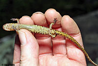 Northern Two-lined Salamander