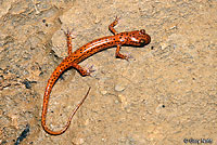 Cave Salamander