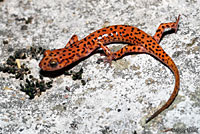 Cave Salamander