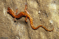 Cave Salamander