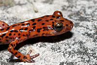 Cave Salamander