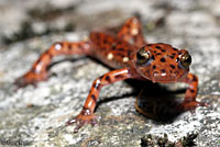 Cave Salamander