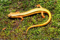 Blue Ridge Two-lined Salamander