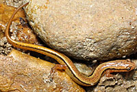 Blue Ridge Two-lined Salamander