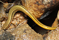 Blue Ridge Two-lined Salamander