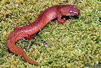 Carolina Spring Salamander