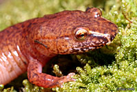 Carolina Spring Salamander