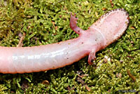 Carolina Spring Salamander