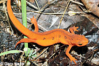 Red-spotted Newt