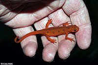 Red-spotted Newt