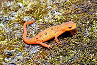 Red-spotted Newt