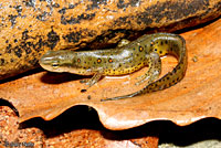 Red-spotted Newt