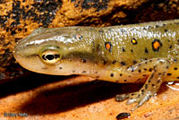 Red-spotted Newt