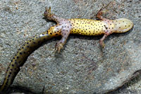 Red-spotted Newt