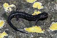 Western Slimy Salamander