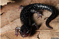 Western Slimy Salamander