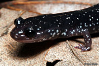 Western Slimy Salamander