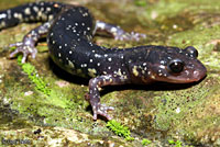 Western Slimy Salamander