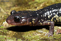 Western Slimy Salamander