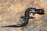 Tellico Salamander