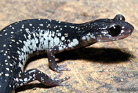 Tellico Salamander