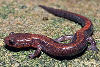 Eastern Red-backed Salamander