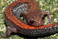 Eastern Red-backed Salamander