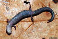 Eastern Red-backed Salamander