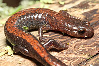 Eastern Red-backed Salamander