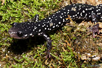 Cumberland Plateau Salamander