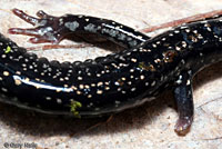 salamander