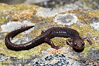 Cheat Mountain Salamander