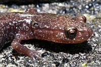 Cheat Mountain Salamander