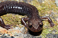 Cheat Mountain Salamander