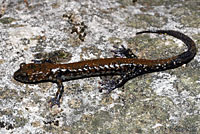 Pigeon Mountain Salamander