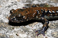 Pigeon Mountain Salamander