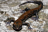 Pigeon Mountain Salamander