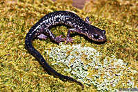 Cow Knob Salamander