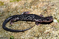 Cow Knob Salamander