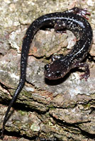 Cow Knob Salamander