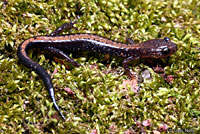 Shenandoah Salamander