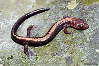 Shenandoah Salamander