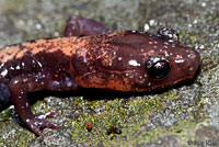 Shenandoah Salamander