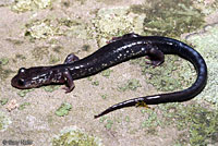 Wehrle's Salamander