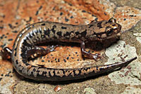 Weller's Salamander