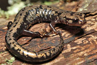 Weller's Salamander