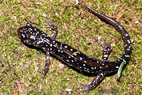 Yonahlossee Salamander