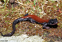 Yonahlossee Salamander