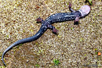 Yonahlossee Salamander